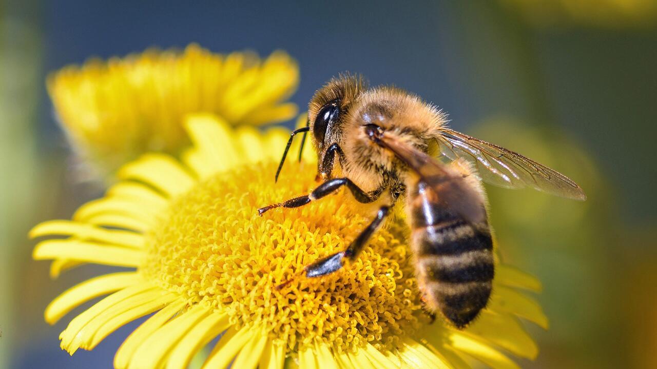 Tipps für einen Garten, den Insekten, Vögel und Säugetiere lieben