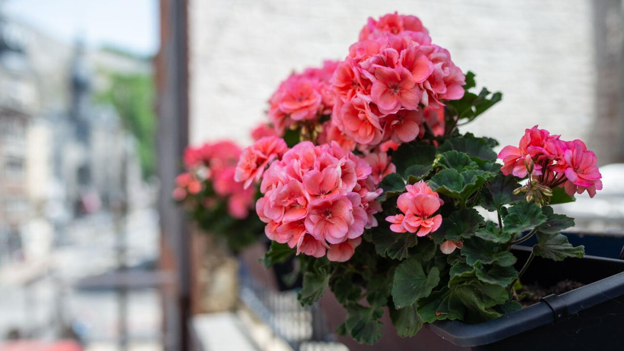 Finger weg von Geranien: Warum Sie auf Pelargonien am Balkon verzichten sollten