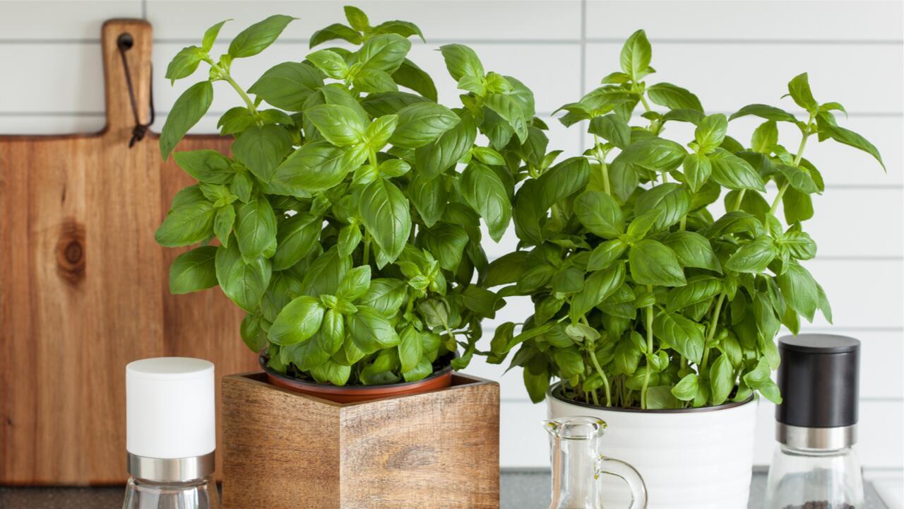 Basilikum richtig pflegen: So überlebt das Küchenkraut aus dem Supermarkt auch auf der Fensterbank