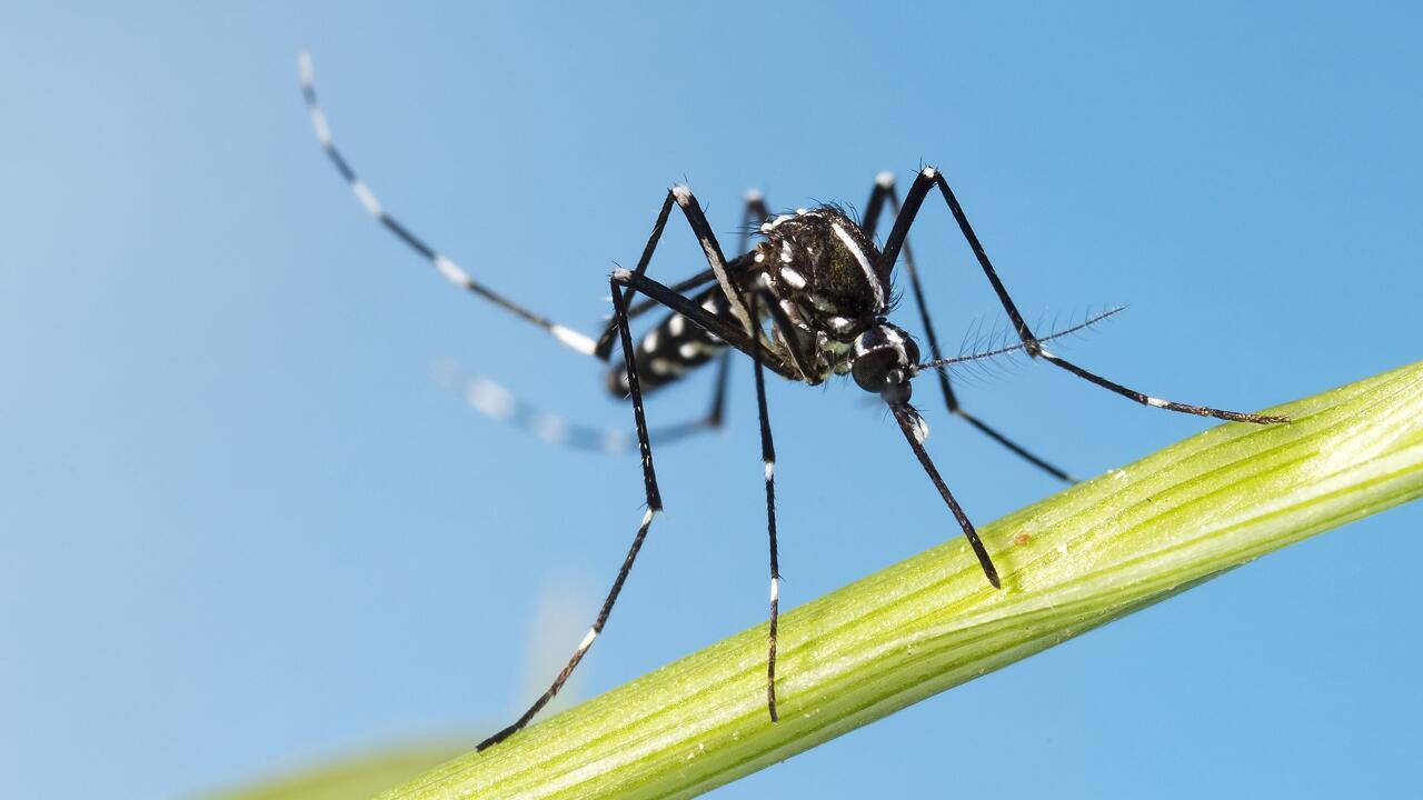 Wie gefährlich ist die Asiatische Tigermücke?