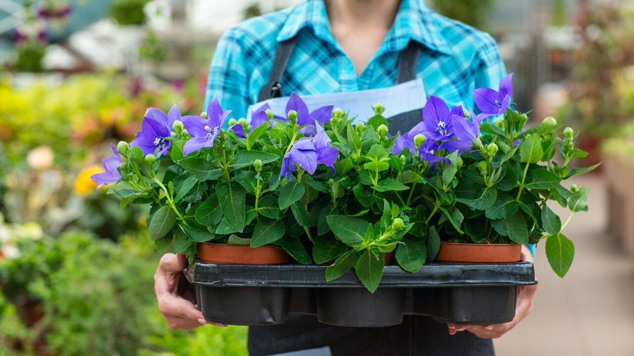 Gefüllte oder ungefüllte Blüten: Für Insekten ein lebenswichtiger Unterschied