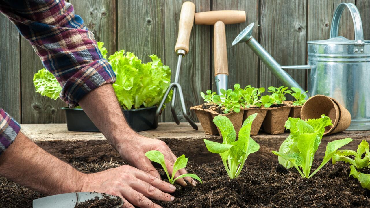 Salat pflanzen: Wichtige Tipps zur Aussaat und Pflege