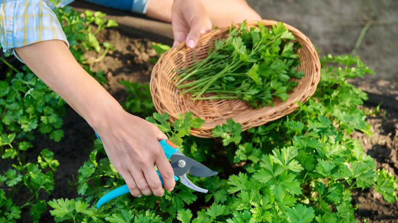 Petersilie anbauen: Mit diesen Tipps gedeiht das Kraut besonders üppig