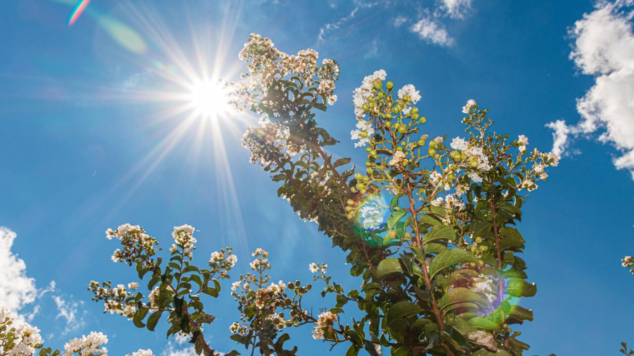 Welche Pflanzen Hitze und Trockenheit besser vertragen als andere