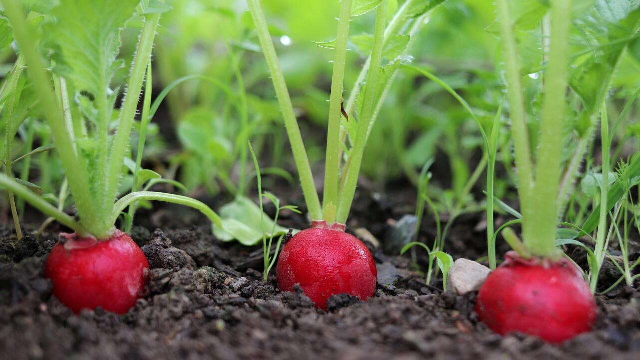 Aussaat im August: Was man jetzt noch säen und im Herbst ernten kann