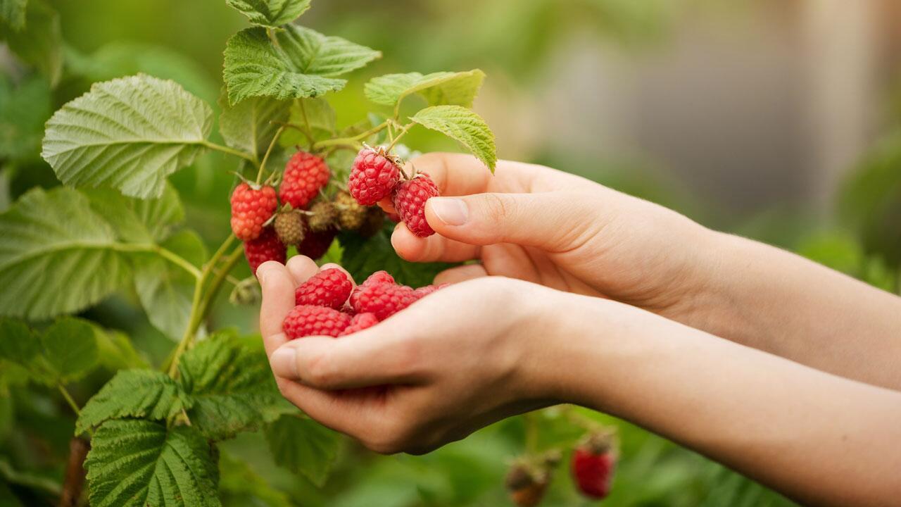 Beeren und Pilze im Wald: Wie gefährlich ist der Fuchsbandwurm wirklich?