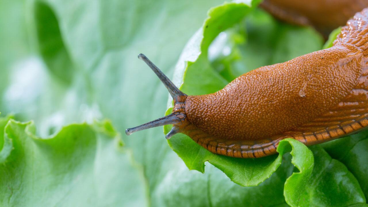 Umweltfreundliche Tipps gegen Nacktschnecken im Garten