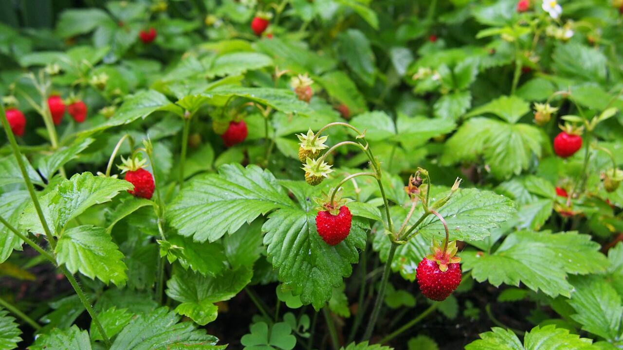 Beeren im Wald: Wie gefährlich ist der Fuchsbandwurm wirklich?