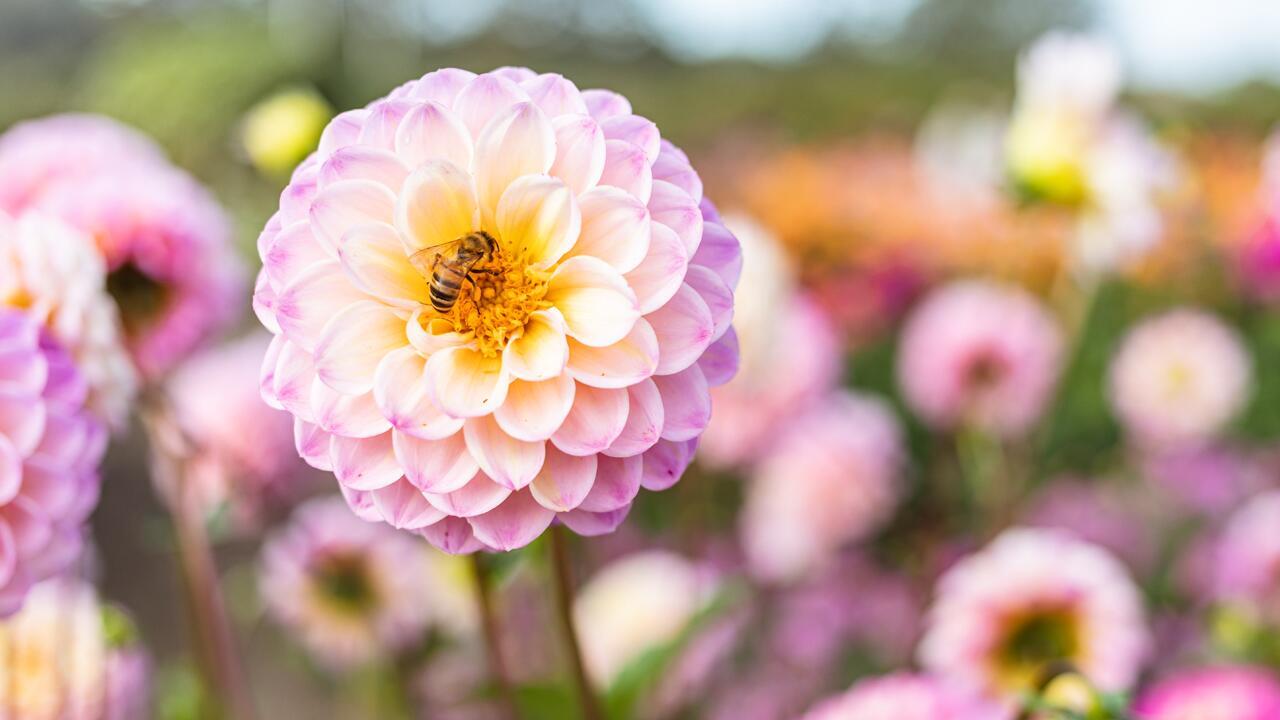 Dahlien pflanzen: Sommerblumen am besten im Mai setzen