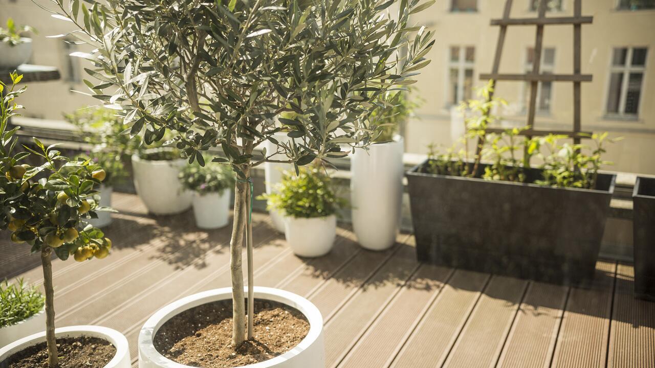 Olivenbaum überwintern: Tipps für das optimale Winterquartier für die Olive