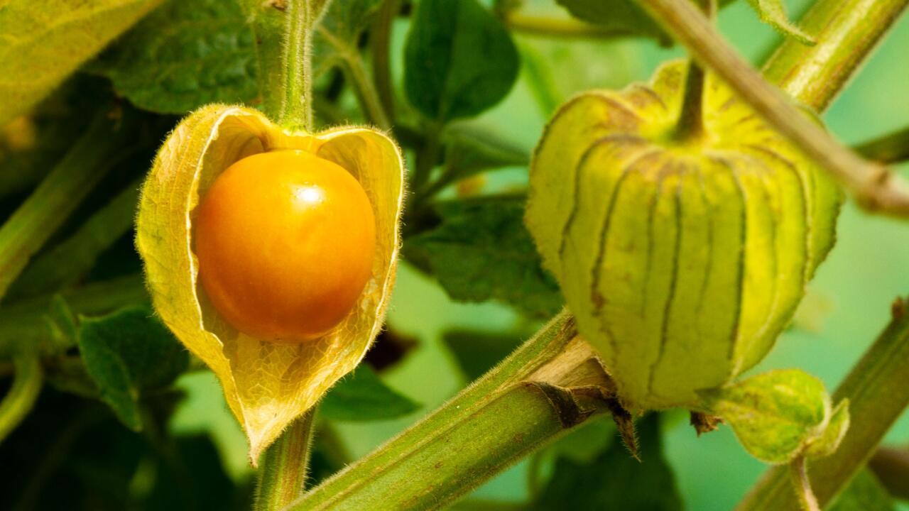 Physalis überwintern: Wie die Pflanze gut durch Herbst und Winter kommt