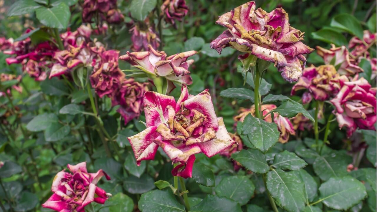 Rosen sind verblüht: Wann und wie Sie Rosen richtig schneiden