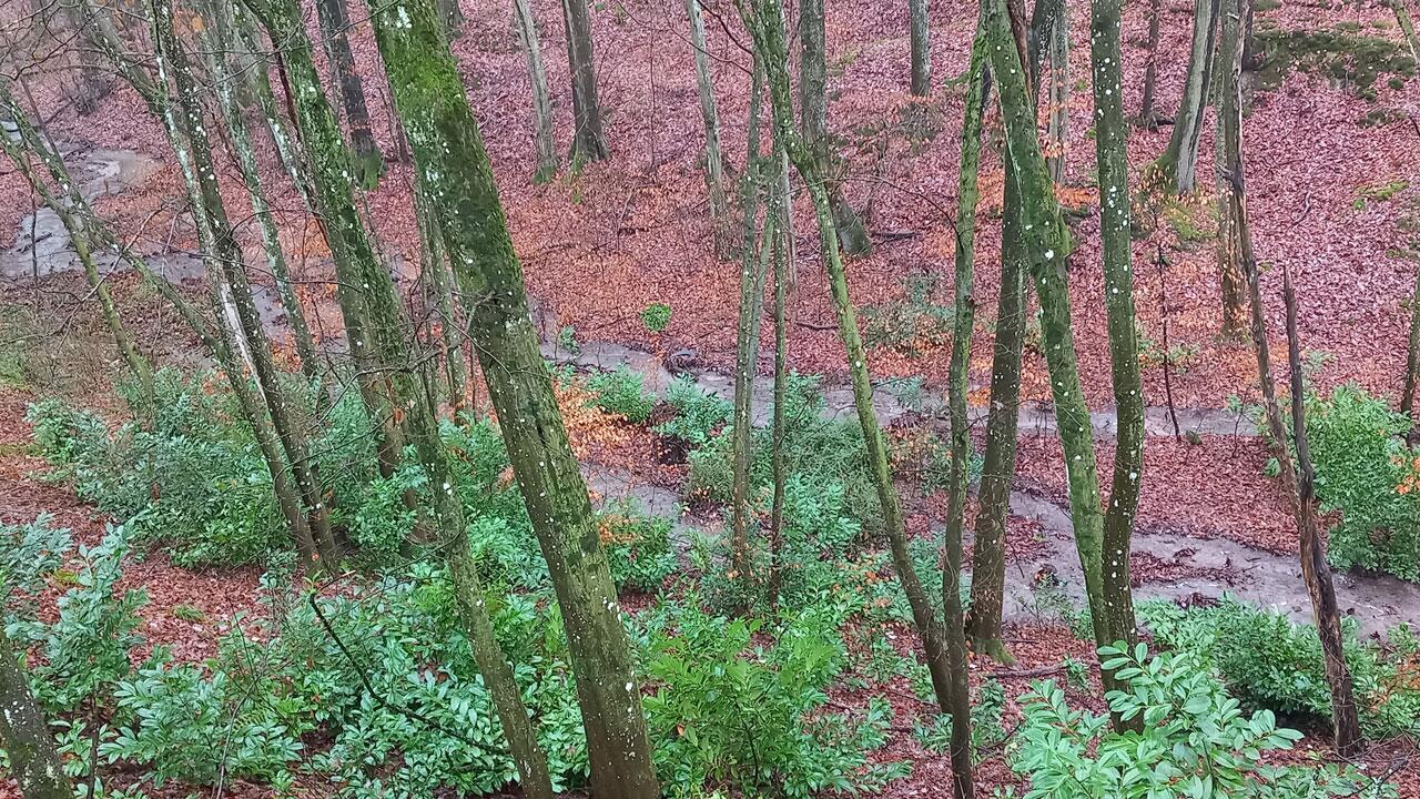 Kirschlorbeer: Die invasive Pflanze macht sich im Wald breit