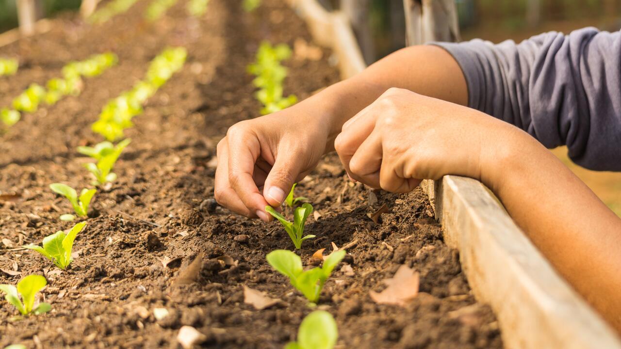 Aussaat im Herbst: Diese Gemüsesorten können Sie im September säen