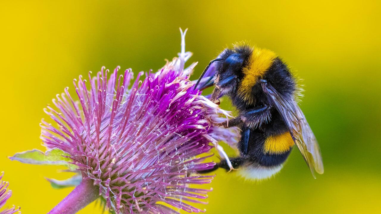 10 Tipps für einen Garten, den Insekten, Vögel und Säugetiere lieben