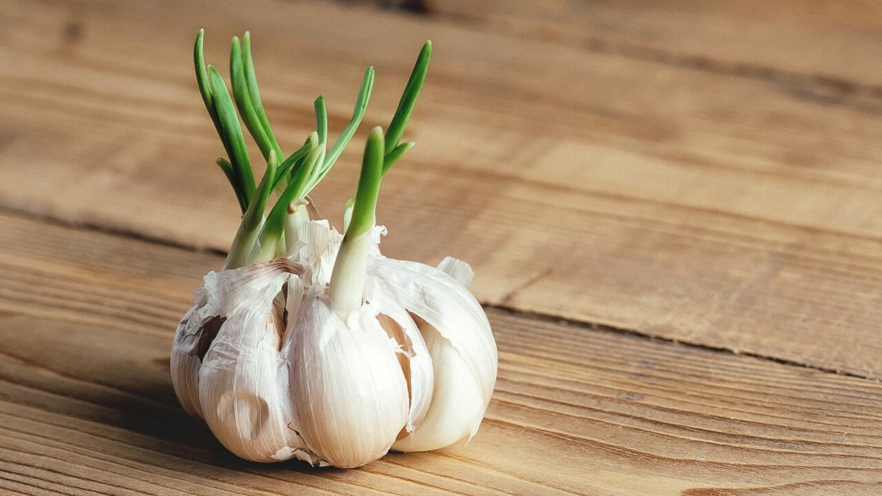 Knoblauch keimt: Kann man ihn noch essen?