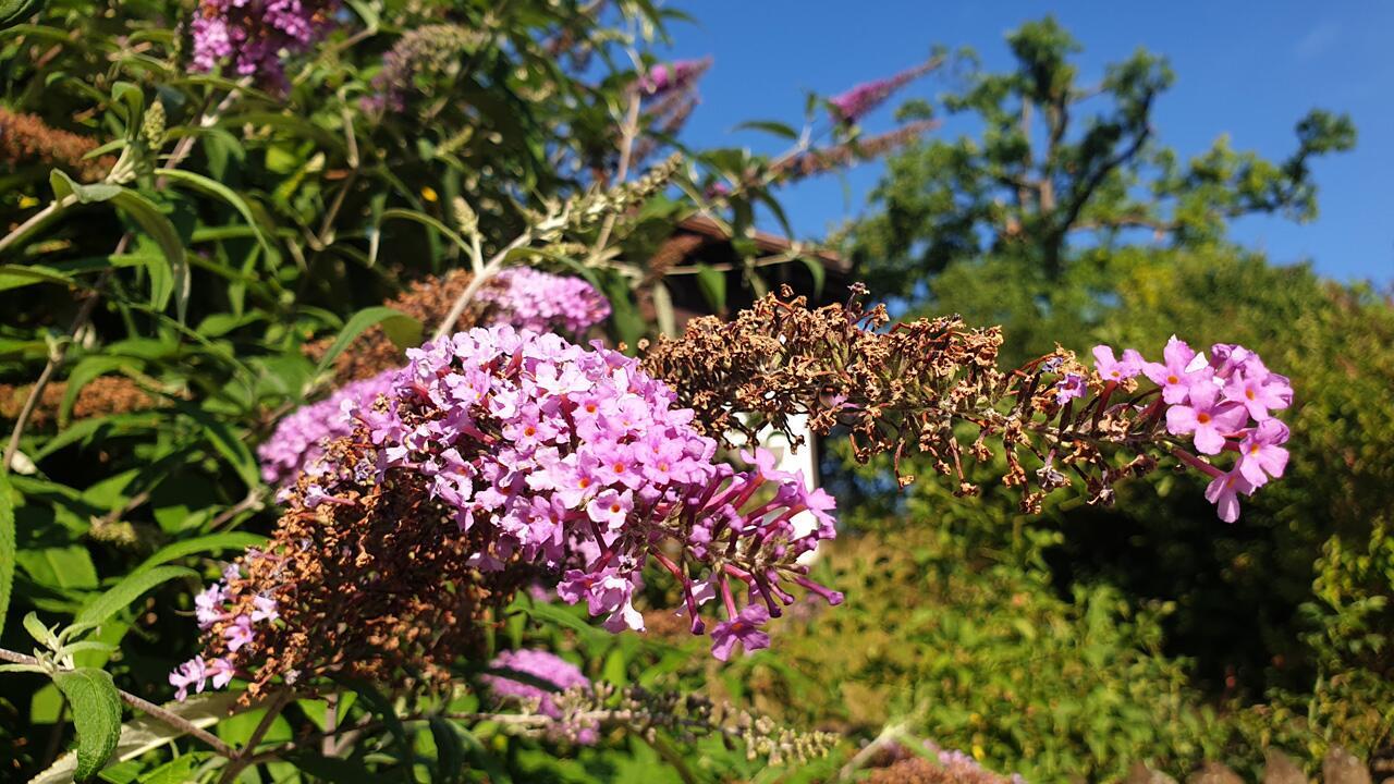 Sommerflieder: Darum sollte man verwelkte Blüten abschneiden