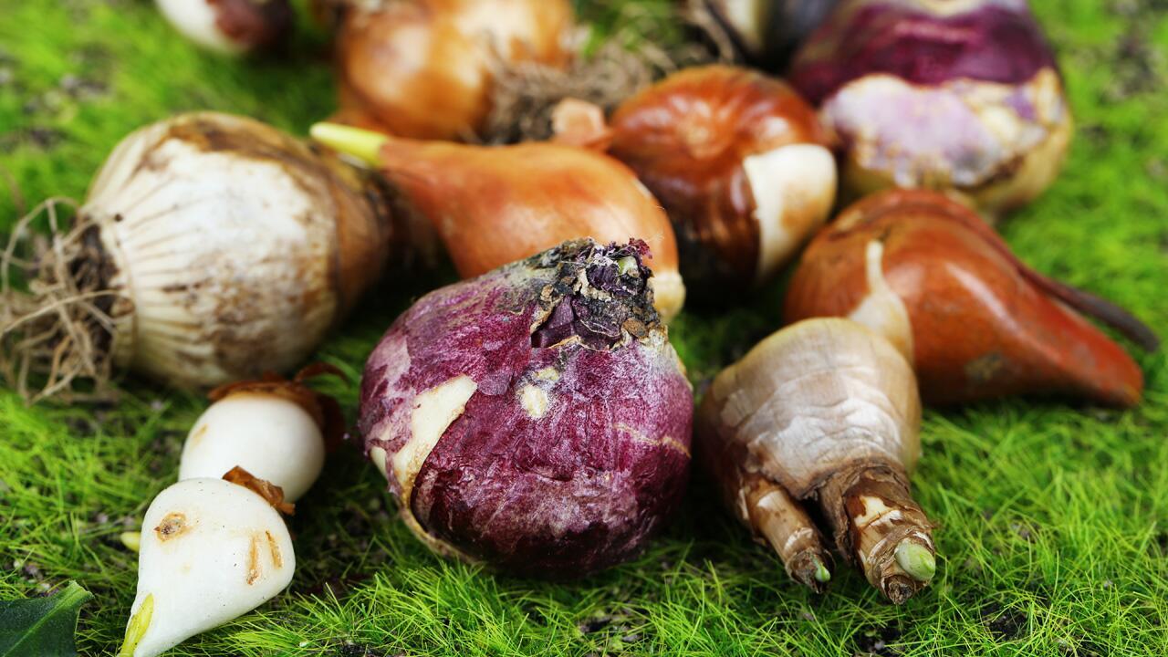 Blumenzwiebeln setzen: Welche Zwiebeln im Frühling in die Erde dürfen