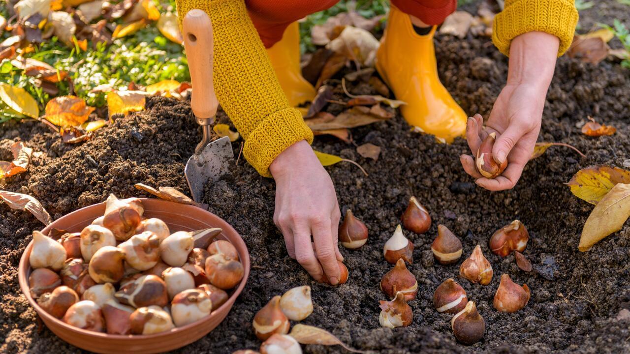 Frühlingsblumen: Welche Blumenzwiebeln man jetzt pflanzen sollte