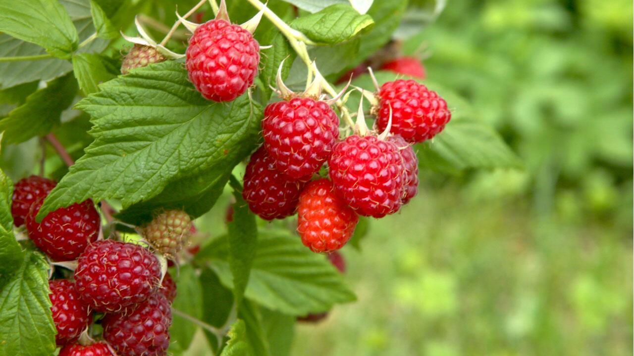 Himbeeren pflanzen: Jetzt ist die beste Pflanzzeit