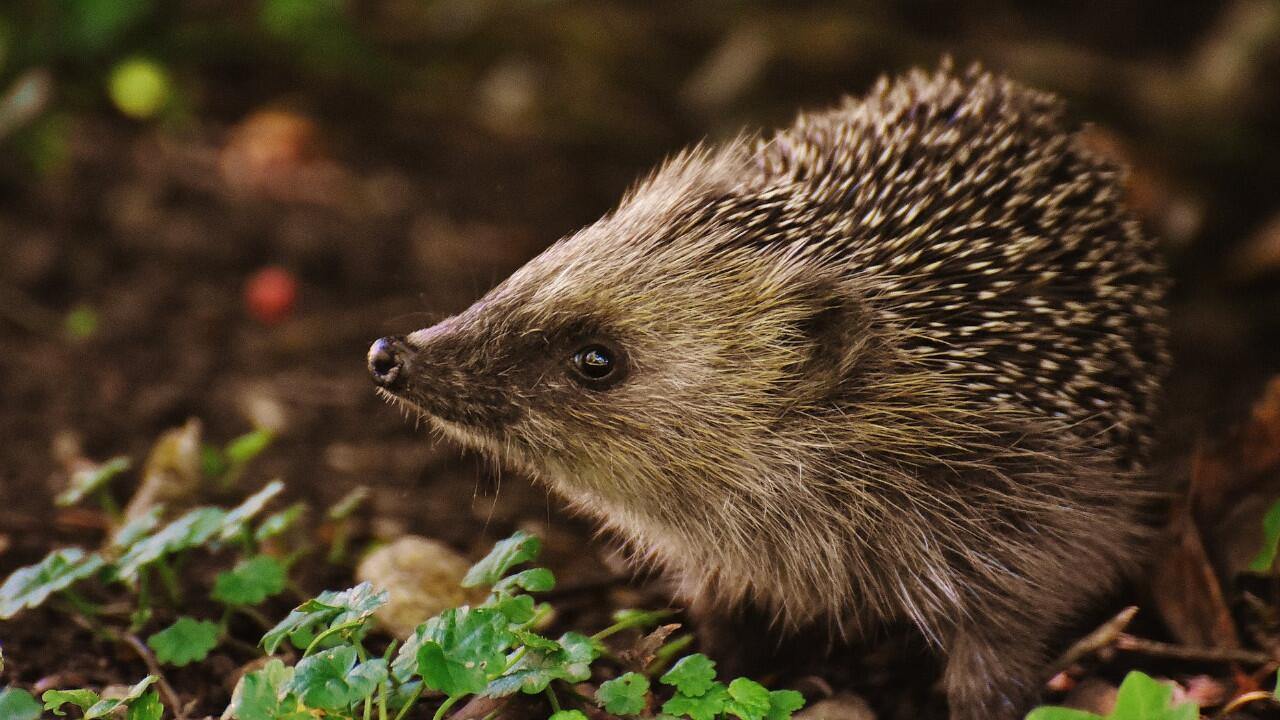 Igelhaus bauen: Wie Sie ein Winterquartier für Igel anlegen