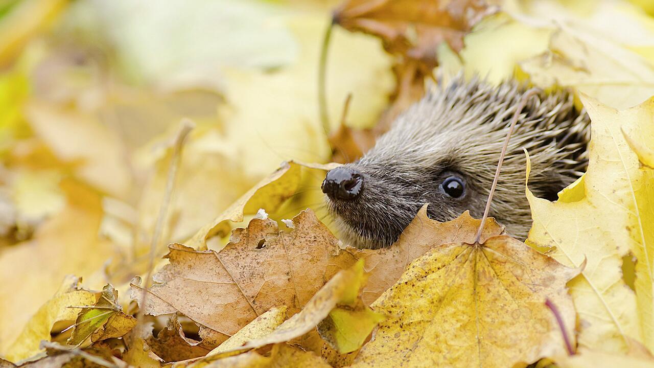 Gartenarbeiten im Herbst: Diese Aufgaben stehen jetzt an