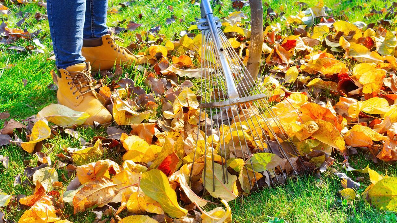 Herbstlaub nicht wegwerfen: Ideen, um das Laub sinnvoll zu nutzen