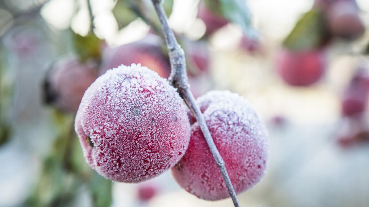 So kommen kleine Obstbäume im Topf gut durch den Winter