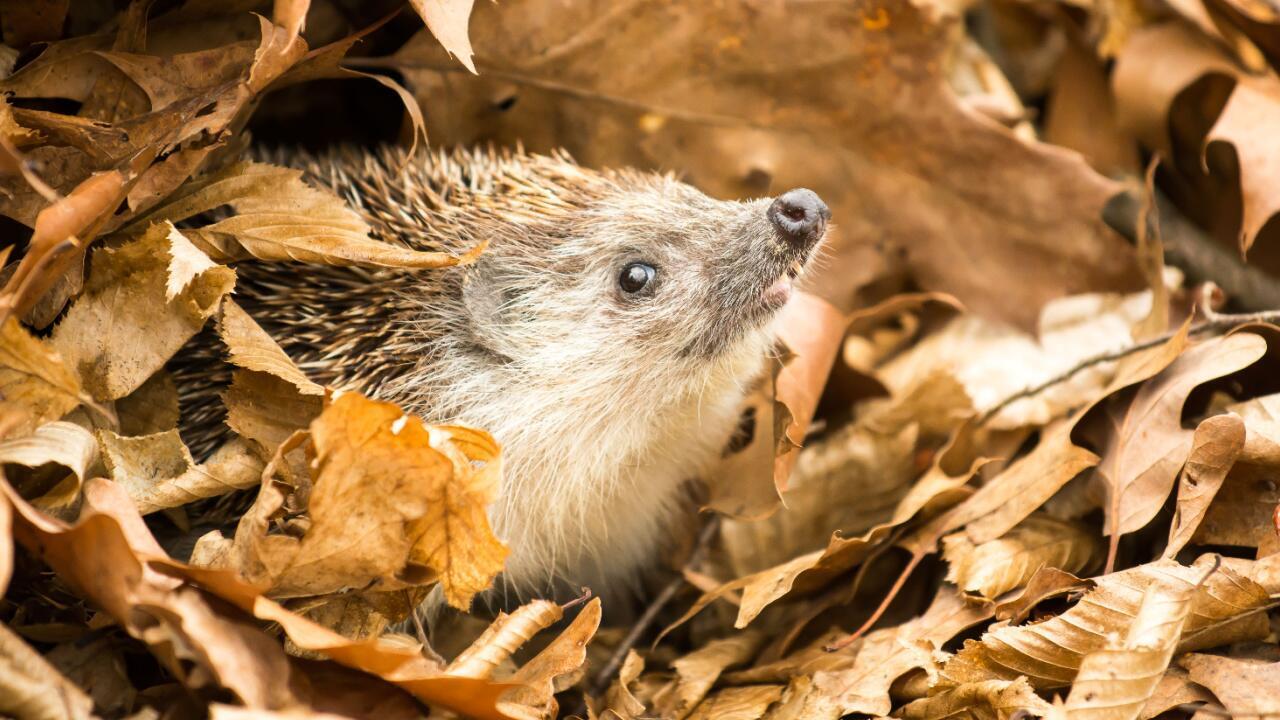 Herbstlaub nicht wegwerfen: 5 Ideen fürs Blätter-Recycling