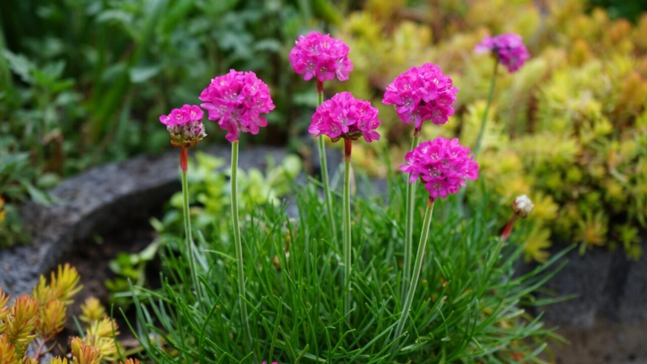 Blume des Jahres 2024: Deshalb sollten Sie die Grasnelke in den Garten pflanzen