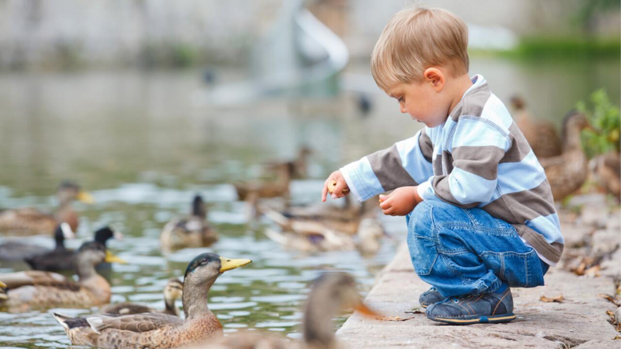 Enten füttern: Warum das keine gute Idee ist