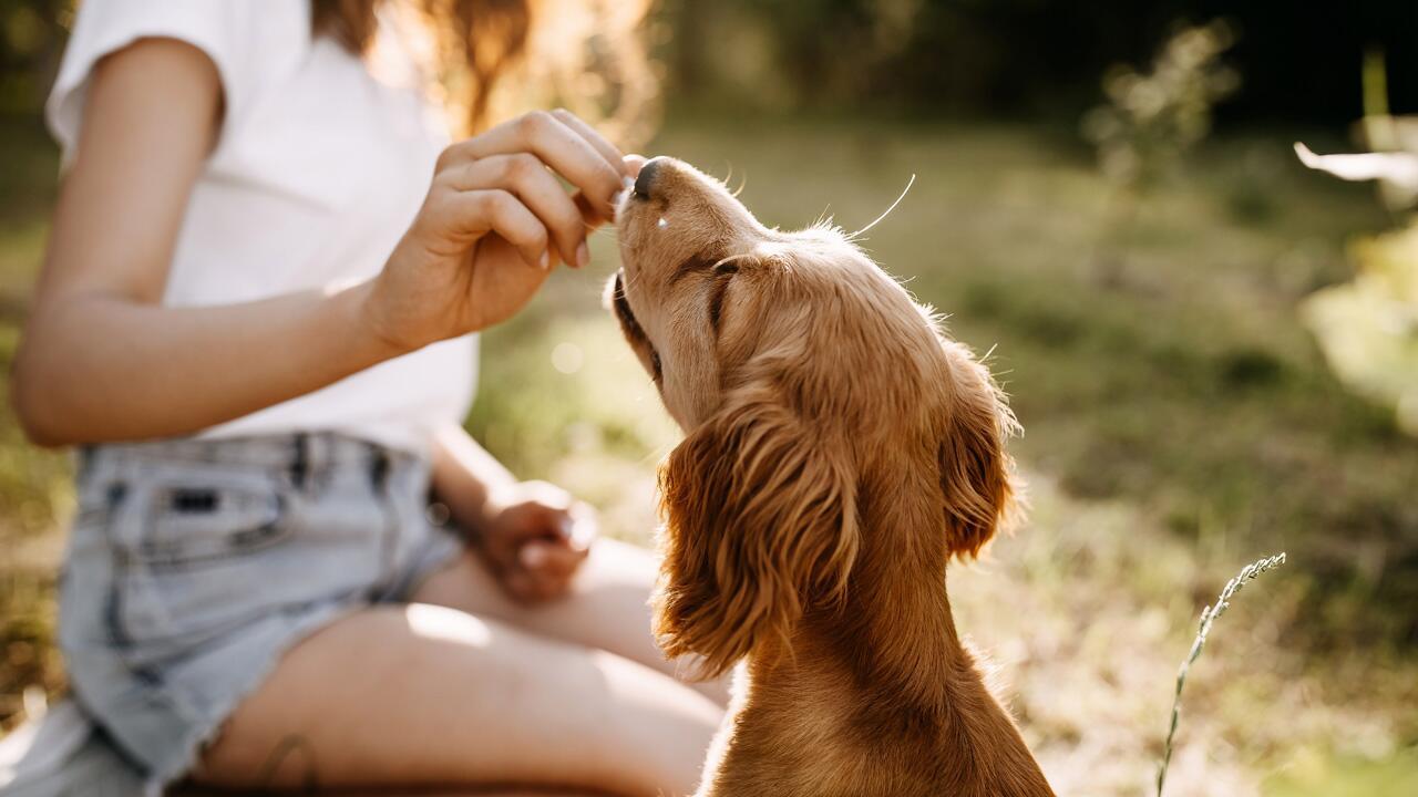 Dürfen Hunde Nüsse essen? Was Hundebesitzer beachten sollten