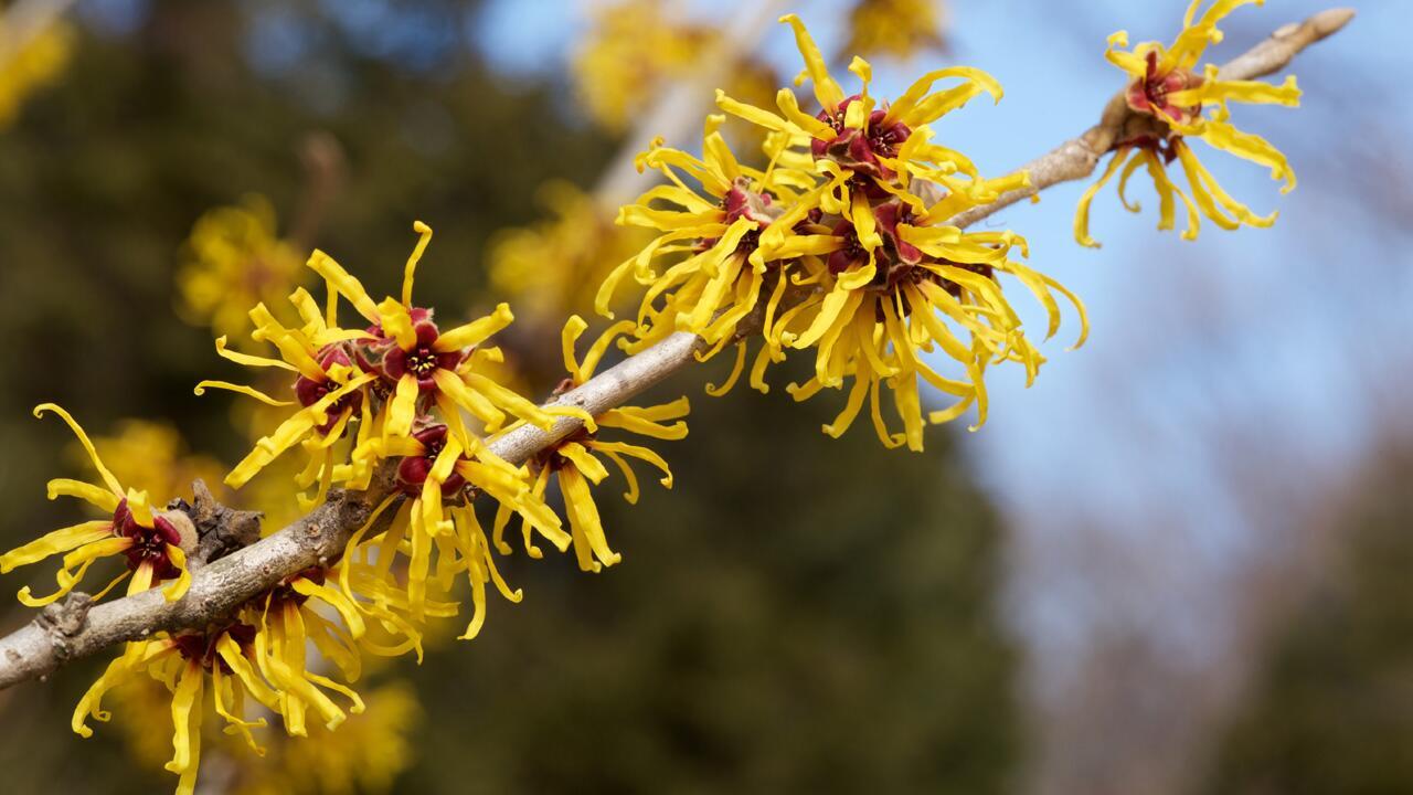 Winterblüher: Diese Gartenpflanzen blühen bald