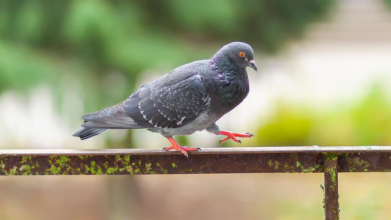 Tauben auf dem Balkon? 3 tierfreundliche Methoden, um die Plagegeister zu vertreiben