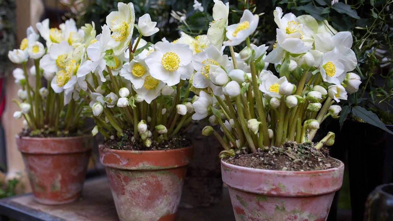 Deko zu Weihnachten: So bringen Sie die Christrose zum Blühen