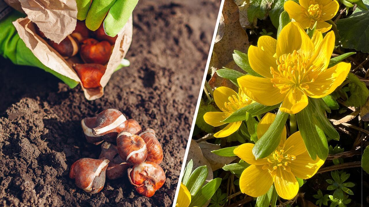 Frühlingsblumen: Welche Blumenzwiebeln man jetzt pflanzen sollte