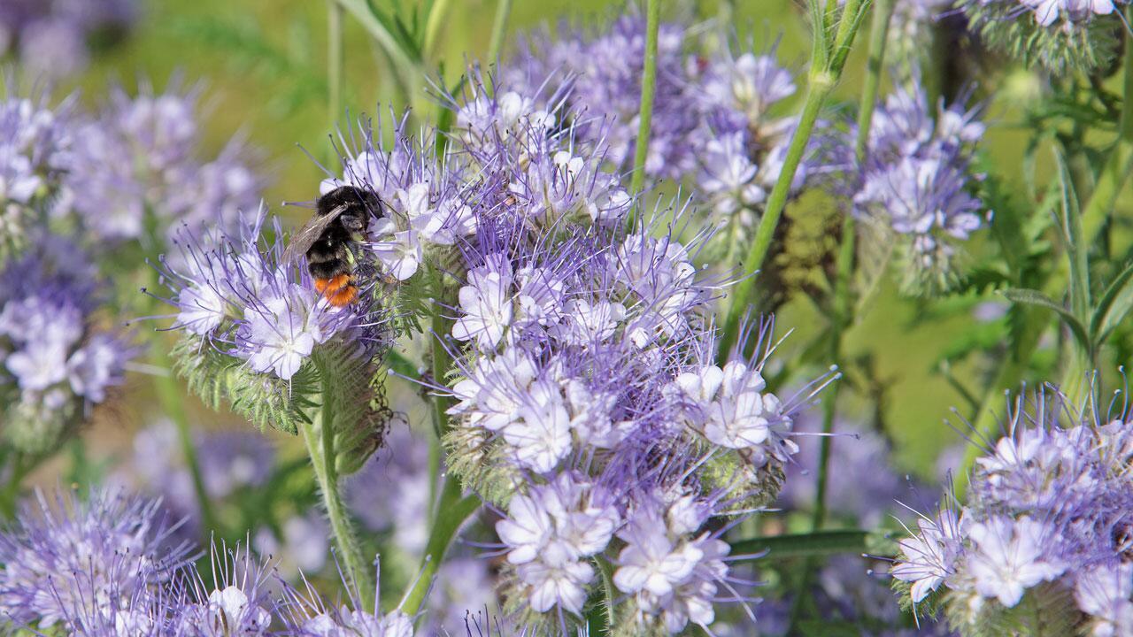 Gründüngung im Herbst: Die Wellnesskur für den Boden