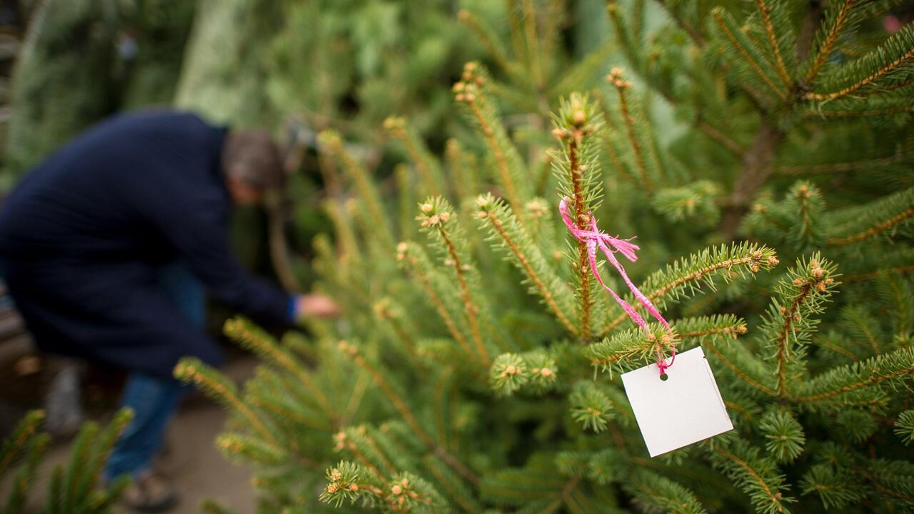 Nachhaltiger Weihnachtsbaum: Bio-Tanne, Plastikbaum oder selber schlagen?