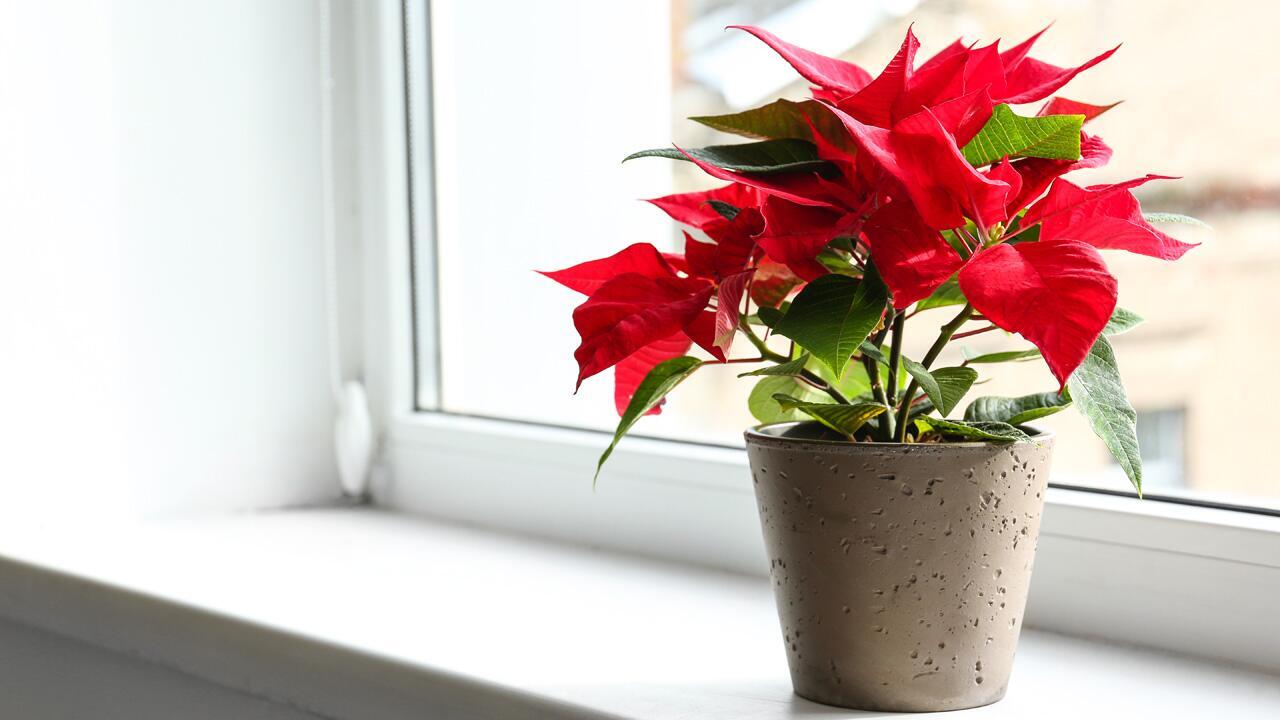 Diese Pflanzen sollten im Winter nicht auf die Fensterbank