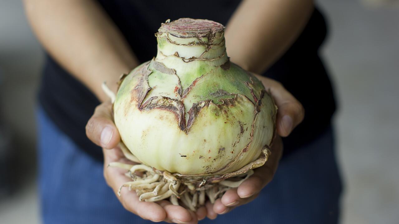 Amaryllis pflegen: Diese 4 Fehler sollten Sie vermeiden