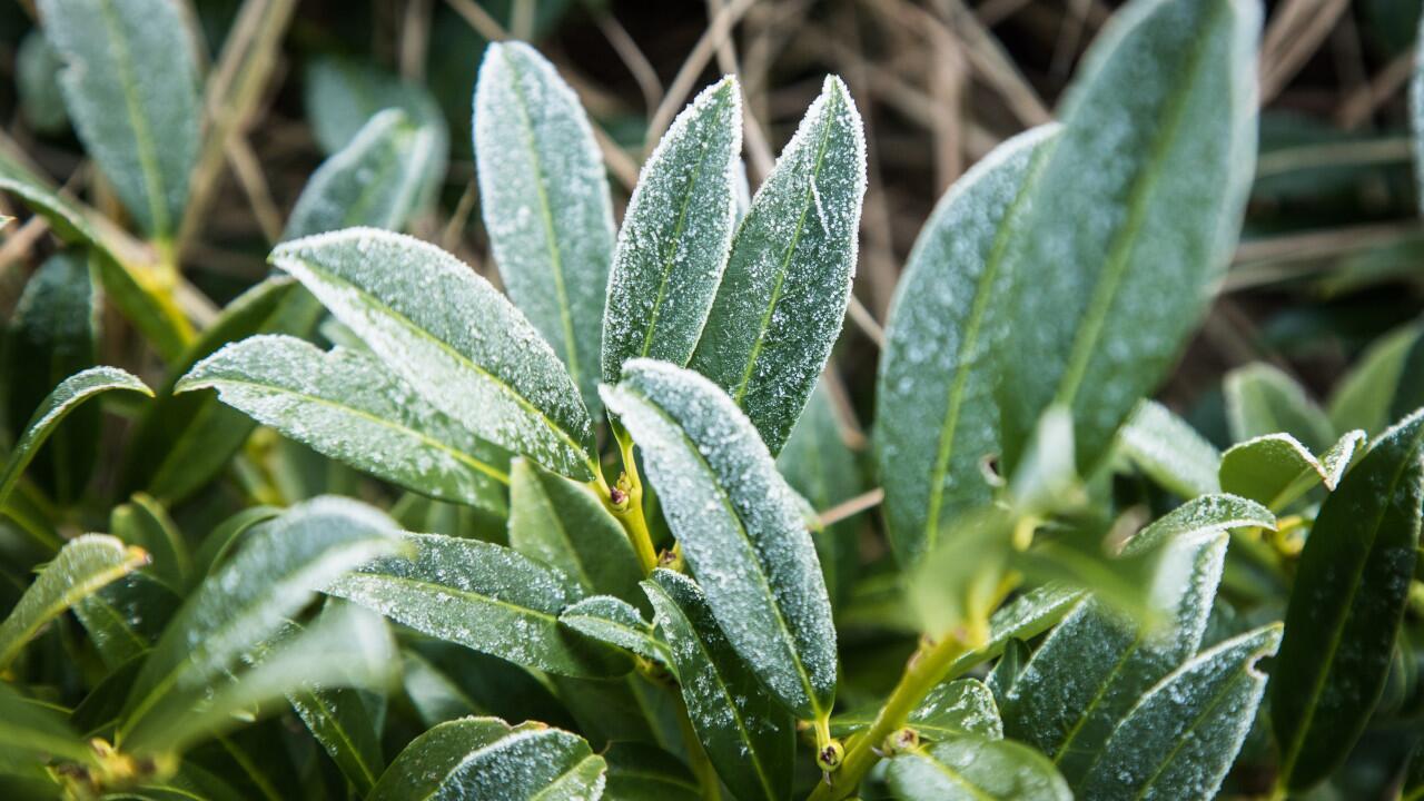 Immergrüne Pflanzen im Winter: Gießen nicht vergessen