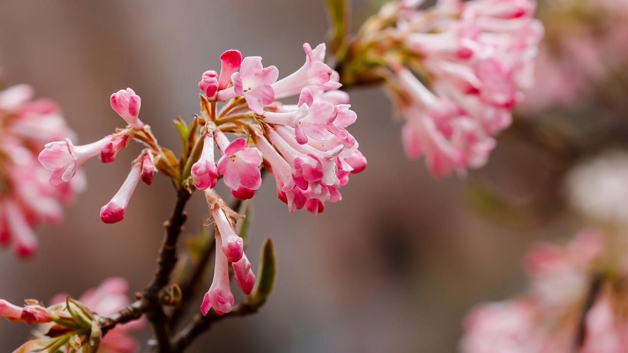 Winterblüher: 10 Gartenpflanzen, die jetzt für Farbe und Insektenfutter sorgen