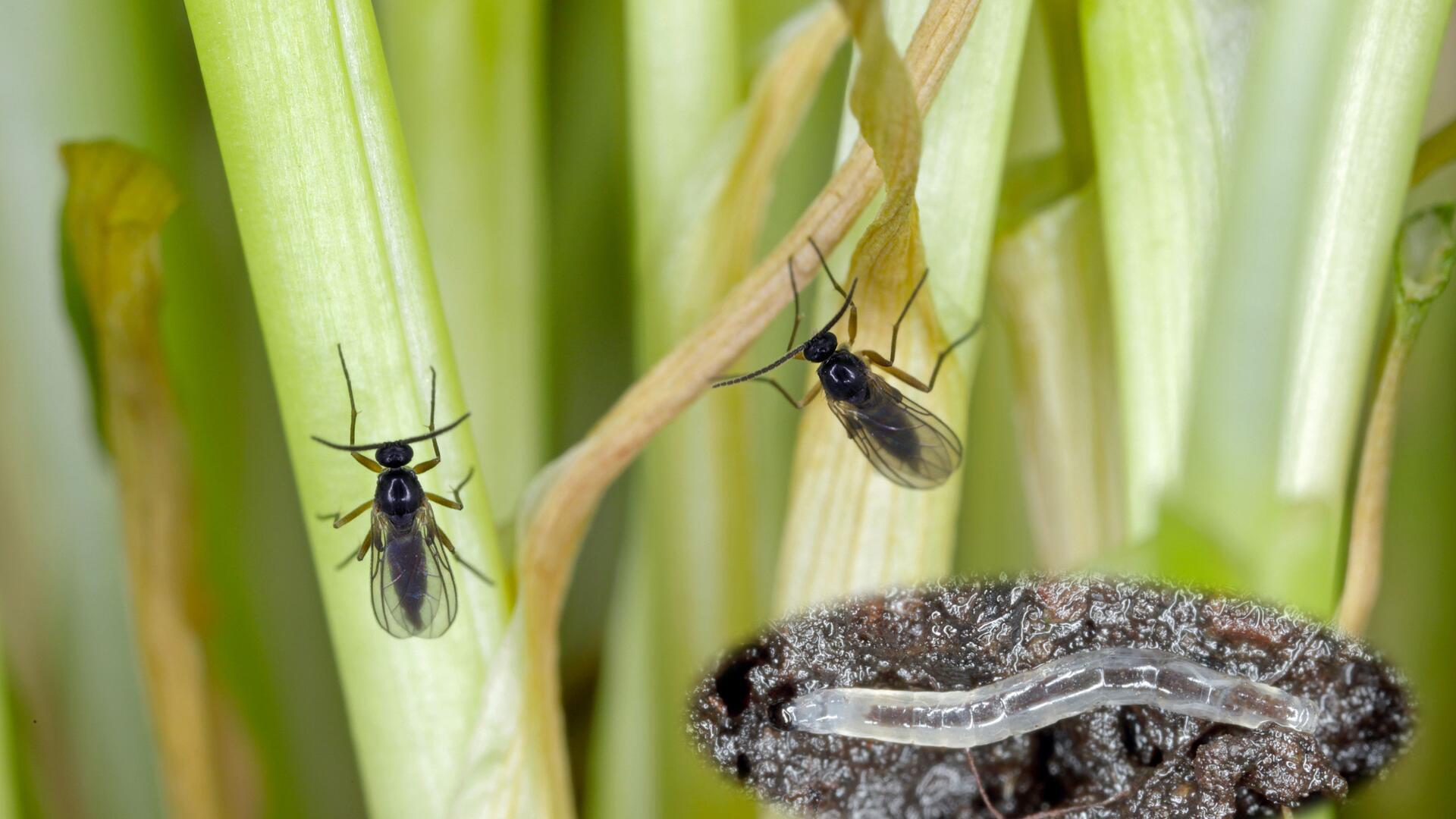 Trauermücken in der Blumenerde wieder loswerden – Tipps 