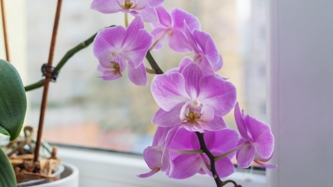 Nicht auf die Fensterbank: Pflanzen, die keine Heizungsluft vertragen