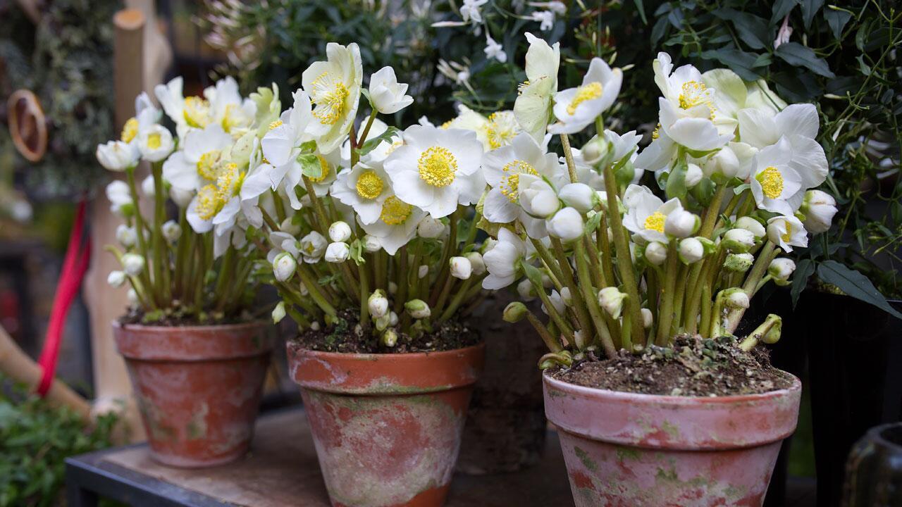 Christrose: So blüht der Winterblüher drinnen und draußen