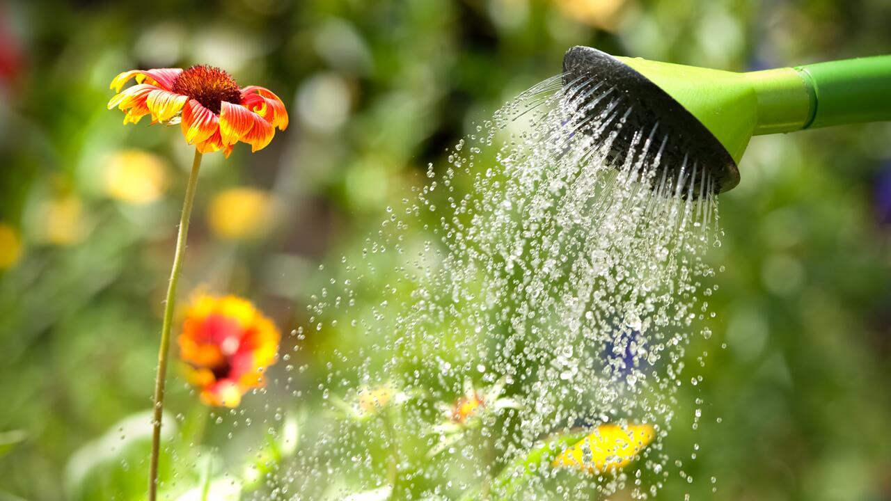 Pflanzen gießen: Ist Regenwasser besser als Leitungswasser?