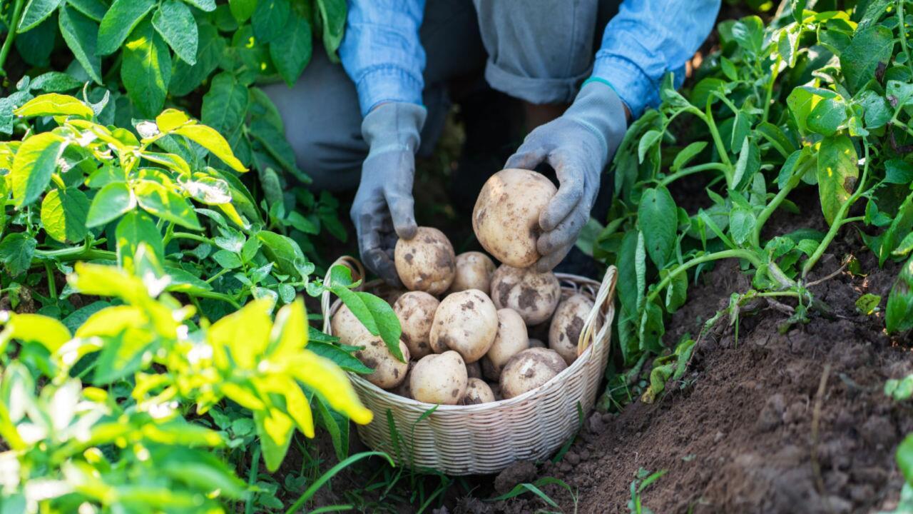 Wann Kartoffeln ernten? Das ist der richtige Zeitpunkt