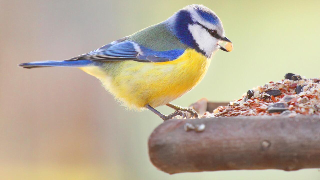 Vögel versorgen: Minderwertiges Futter ist keine gute Idee