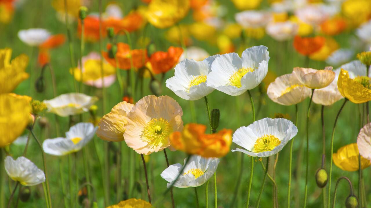 Aussaat im Februar: Cool Flowers dürfen jetzt schon in die Erde