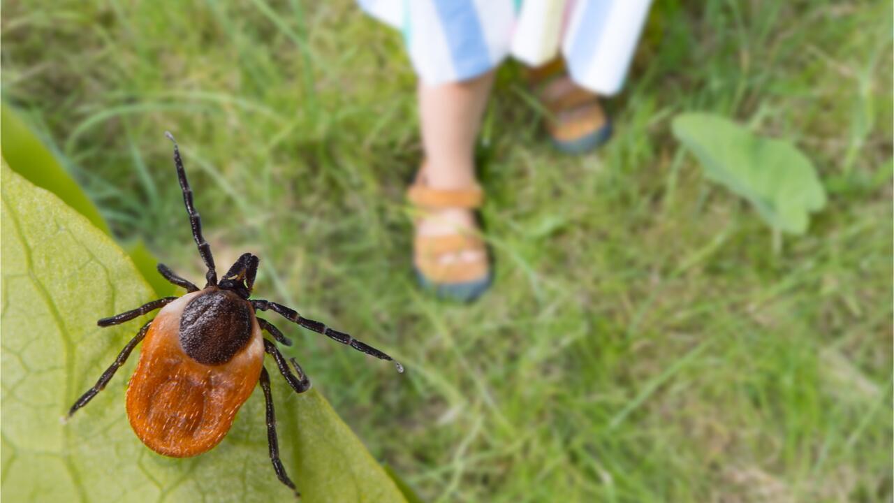 Schutz vor Zecken: 7 Tipps gegen Zeckenbisse